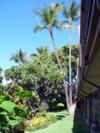 A102 - Private landscaped area from A-108 looking toward our units at far end