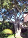 A102 - View of huge banyon tree from A-102 to just beyond A-101