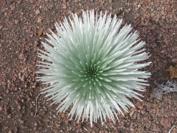 Silversword Plant inside Haleakala Crater