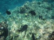 Wild Tropical Fish in La Perouse Bay